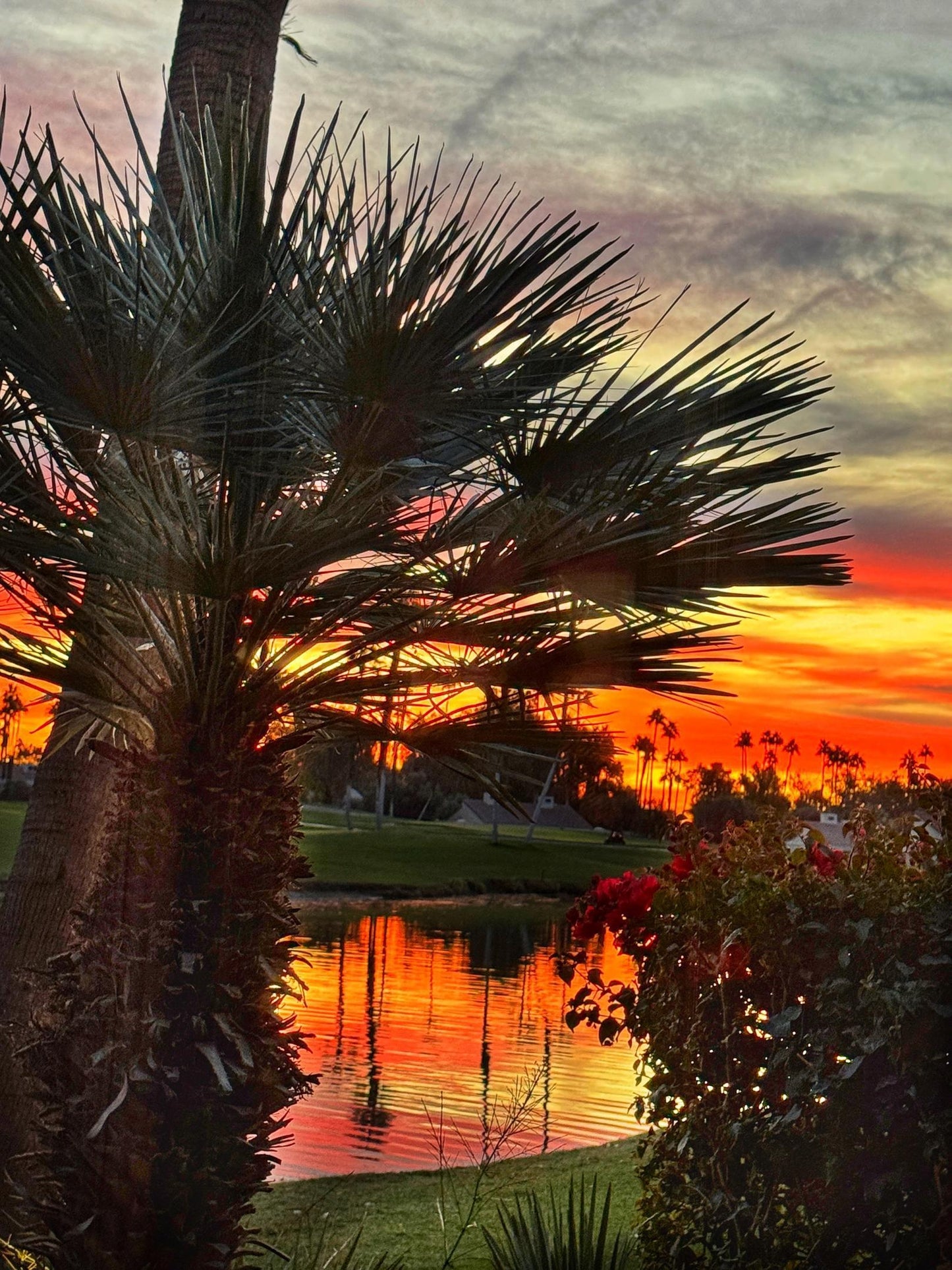 Oasis Sunrise (Elaine Sonne)