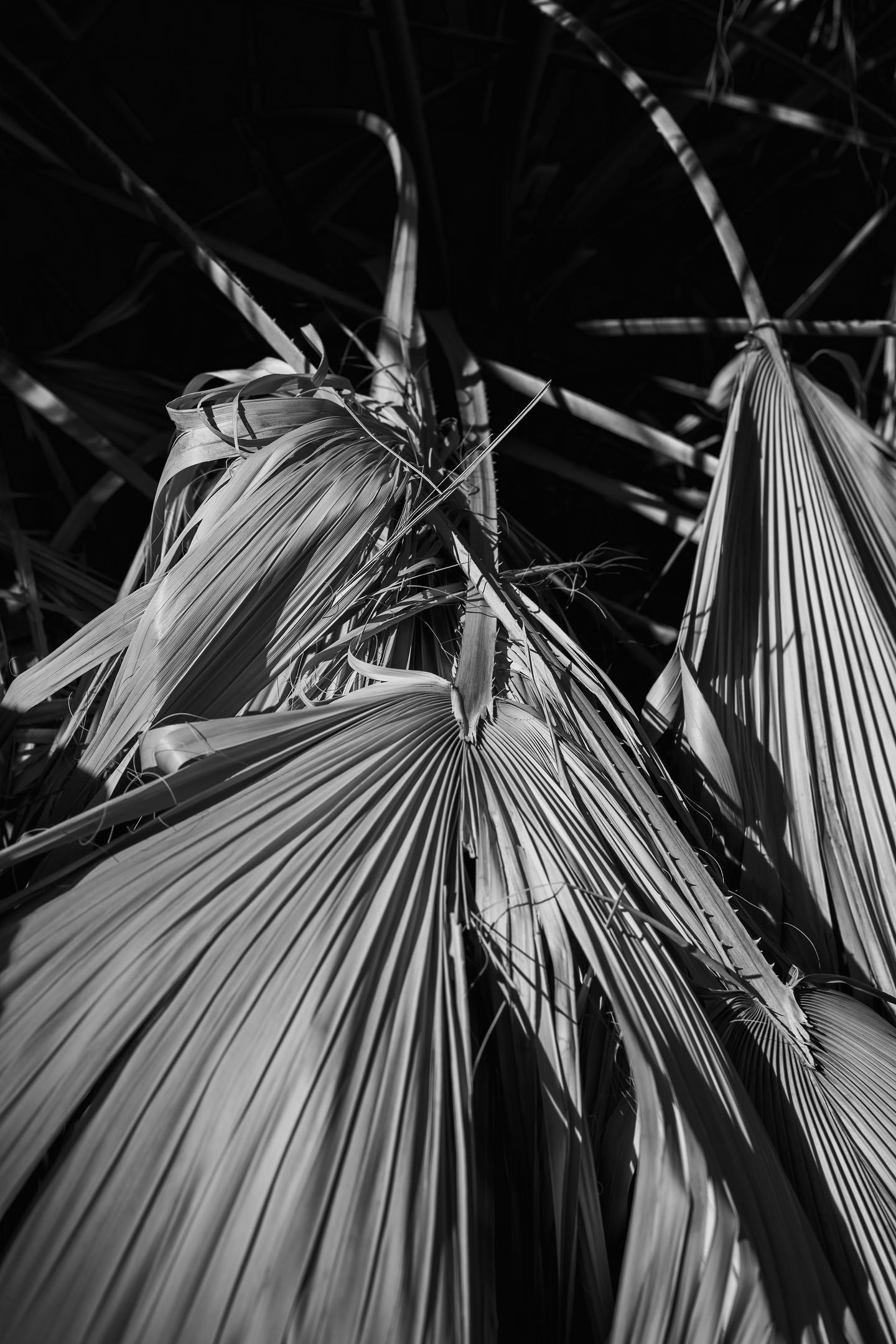 Coachella Preserve (Tammy Romatko)