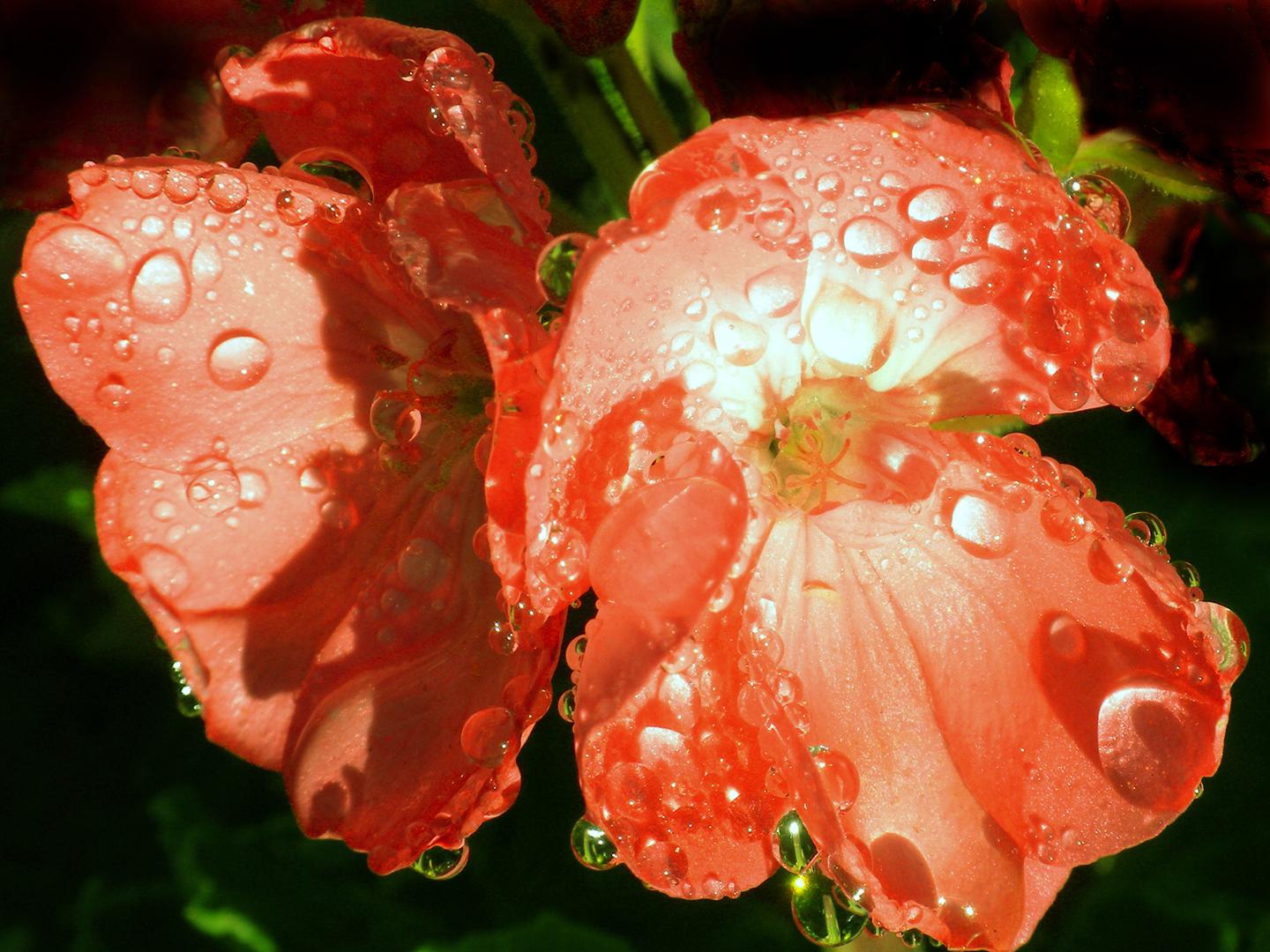 Floral Drops (Diane Morgan)
