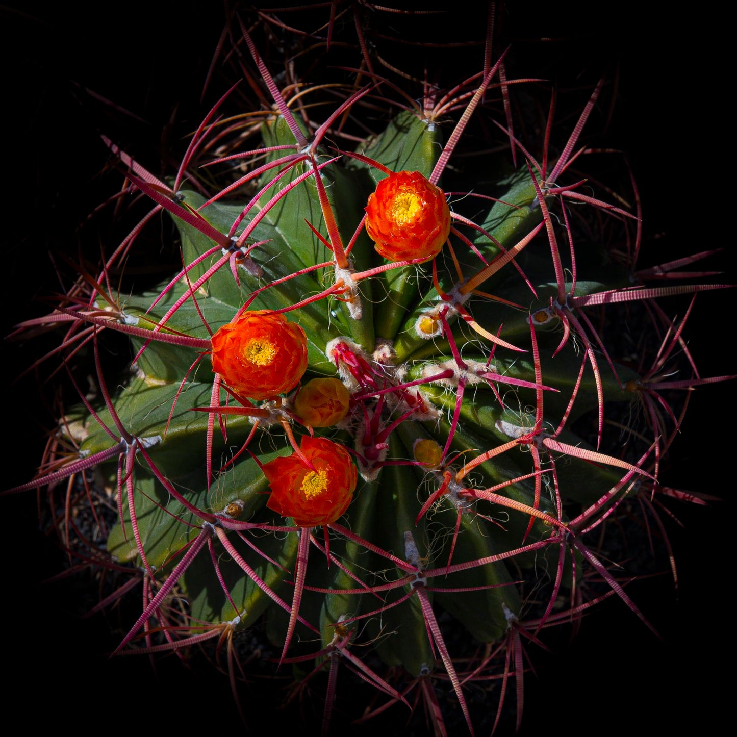 Desert Wreath (Don Stouder)