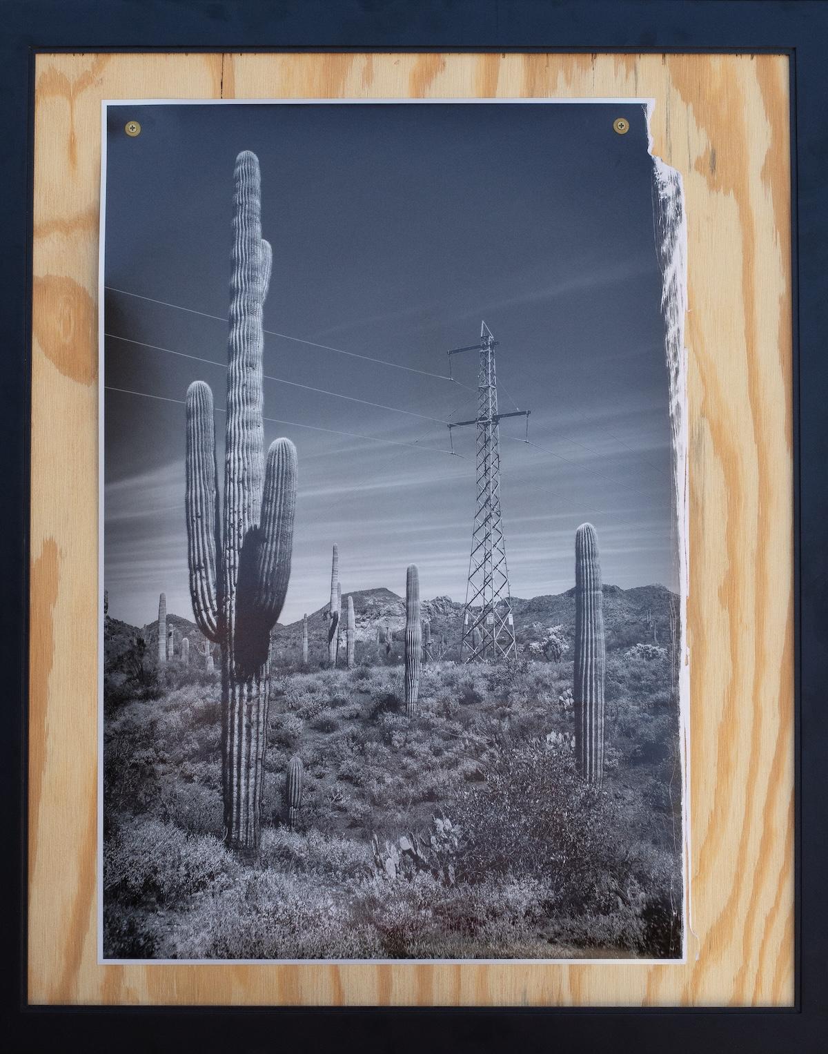 Cacti Power (Matt Cauthron)