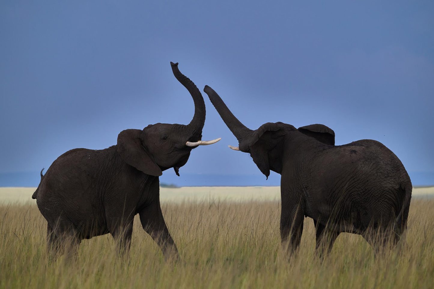 Young Bull Musth Display (Melissa Russo)