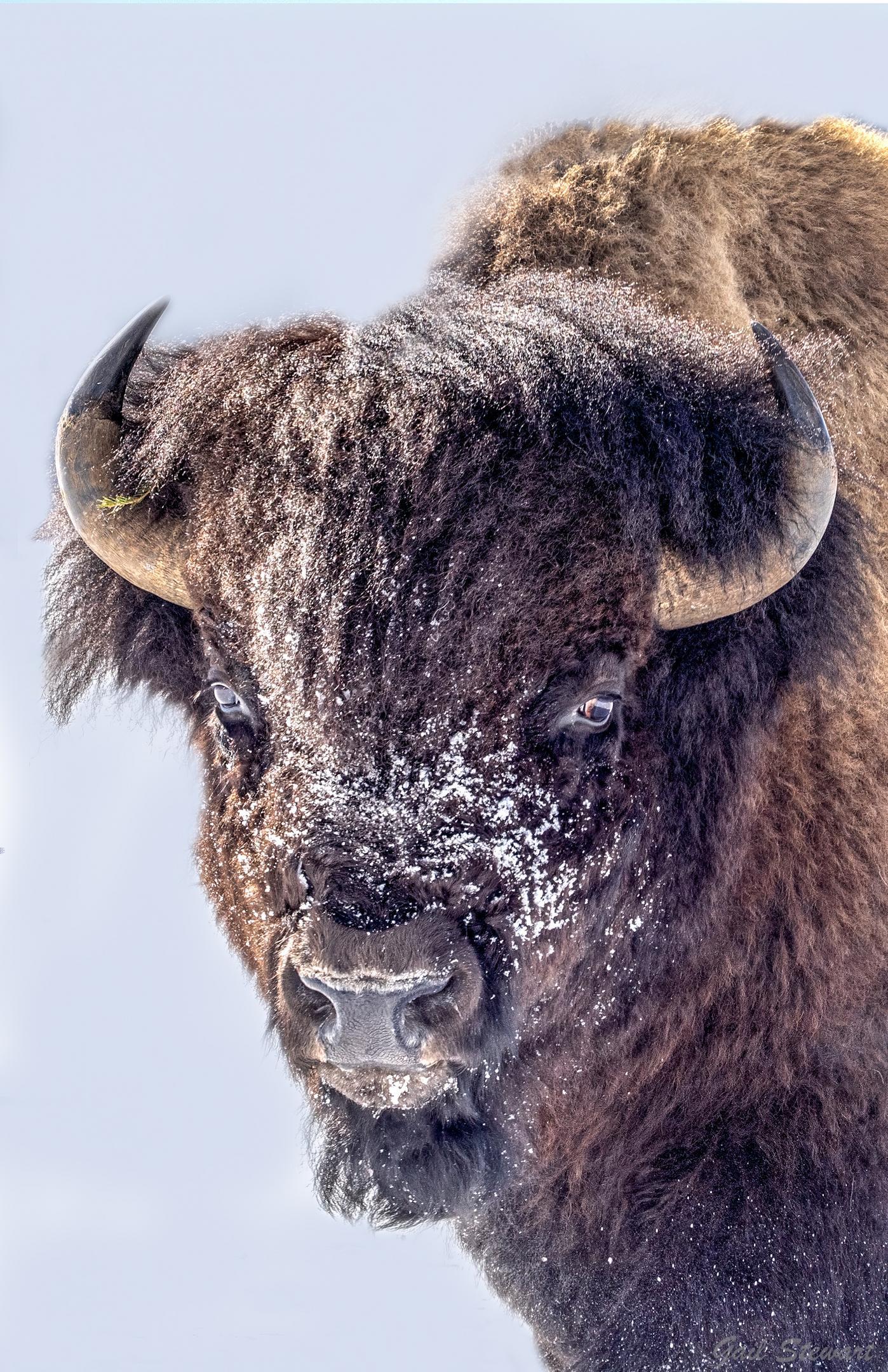Yellowstone Bison (Gail Stewart)