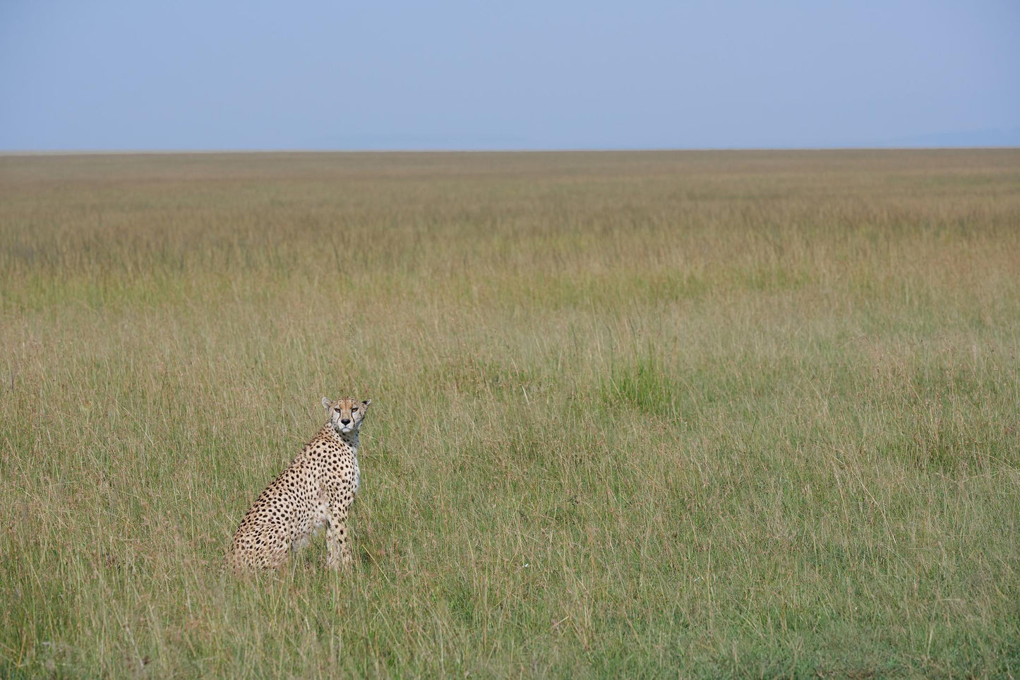 Masai Mara Cheetah (Melissa Russo)