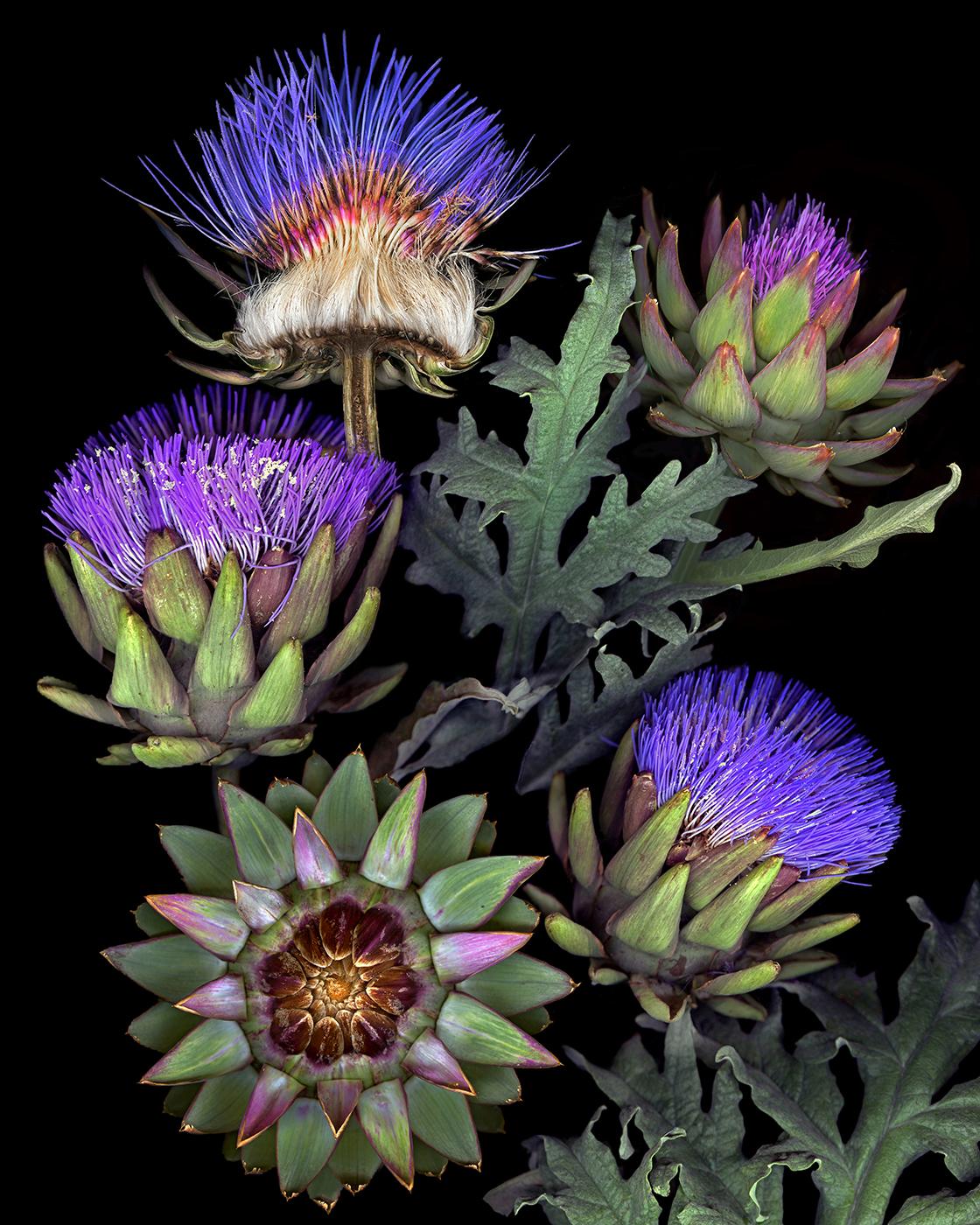 French Artichokes; The Magnificent Edible (Jane Baron)