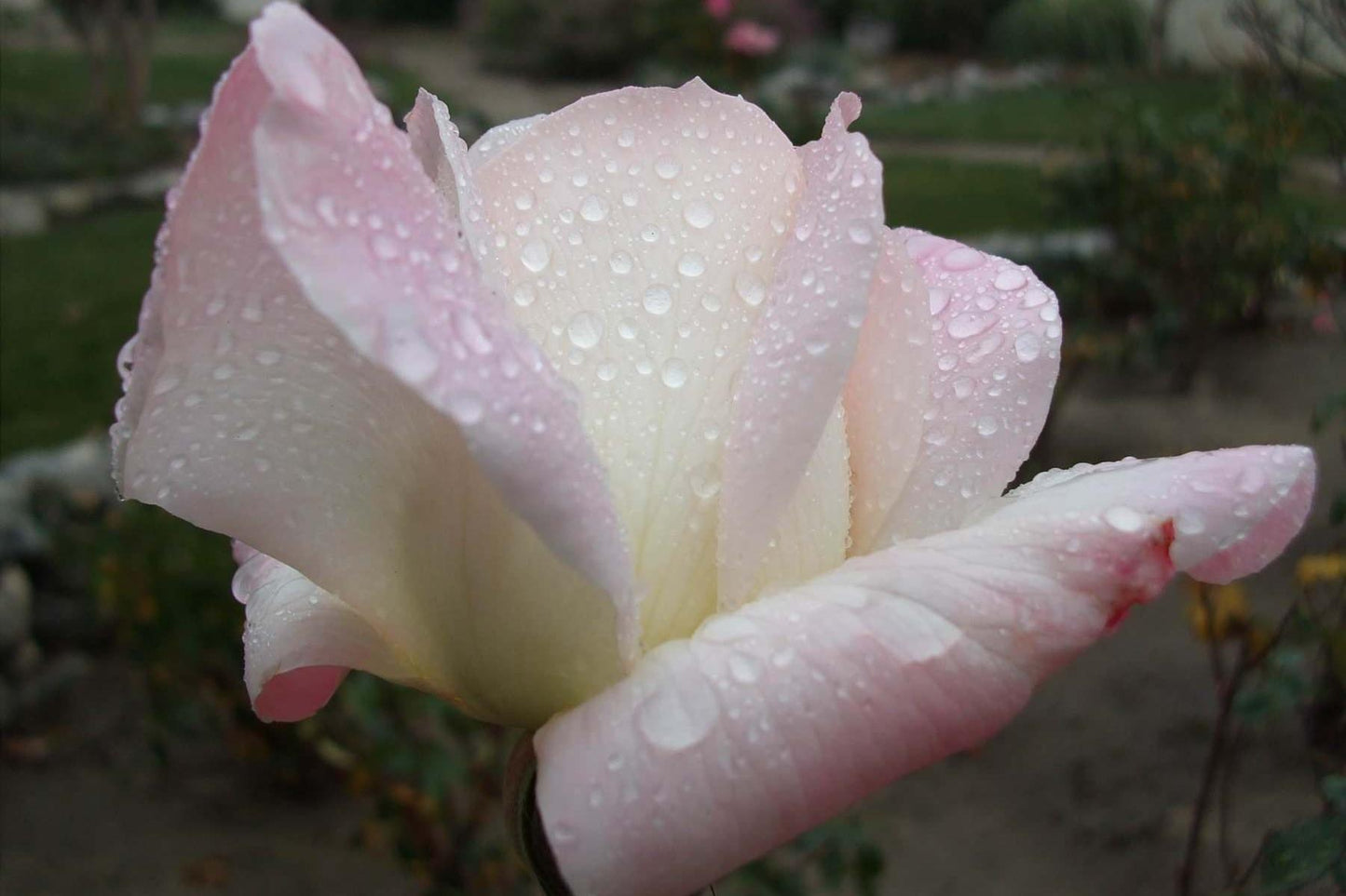 Rose (Catherine Petitti)