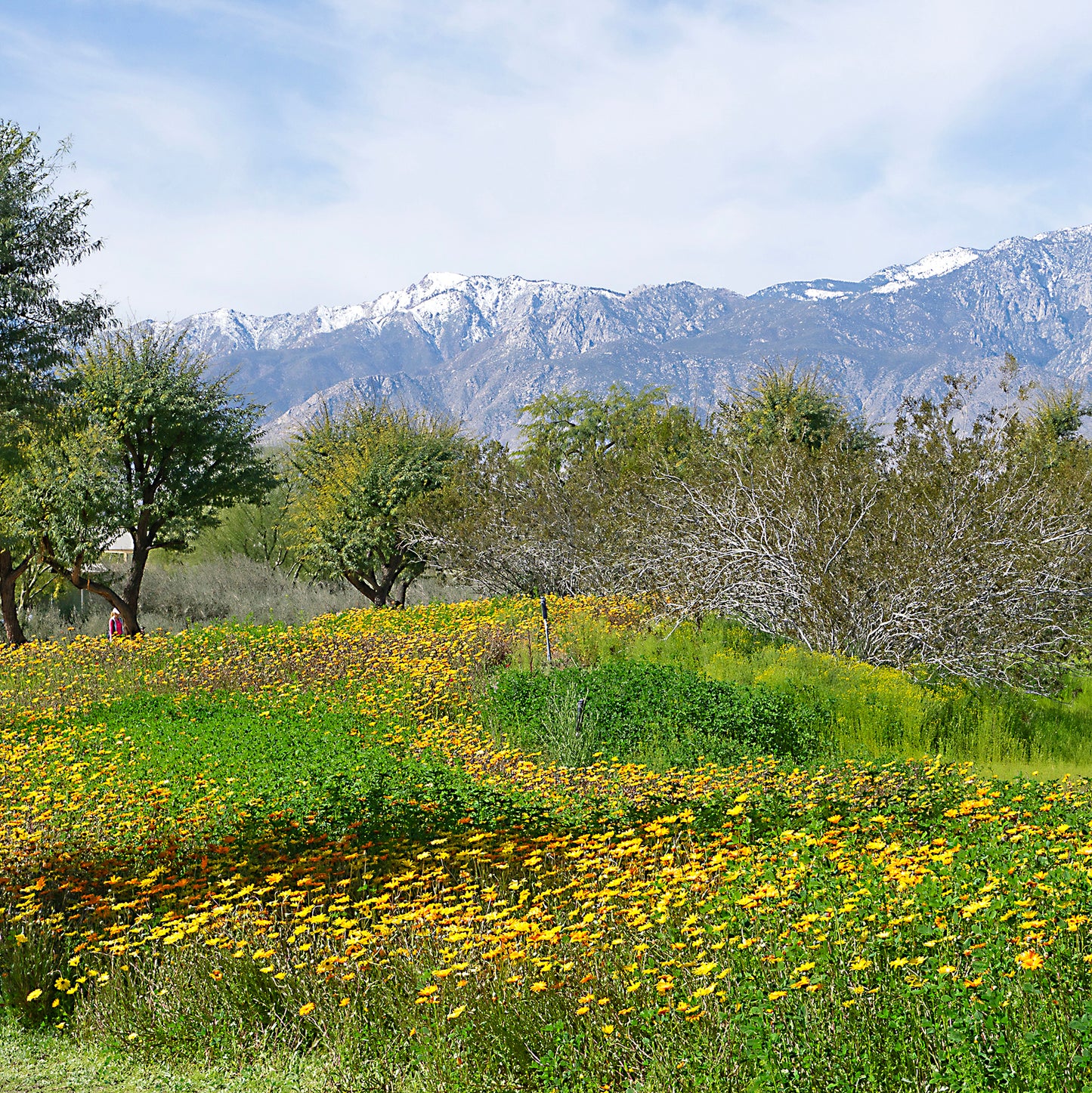 Wildflowers at Sunnylands (Marcy Cagan) – 2