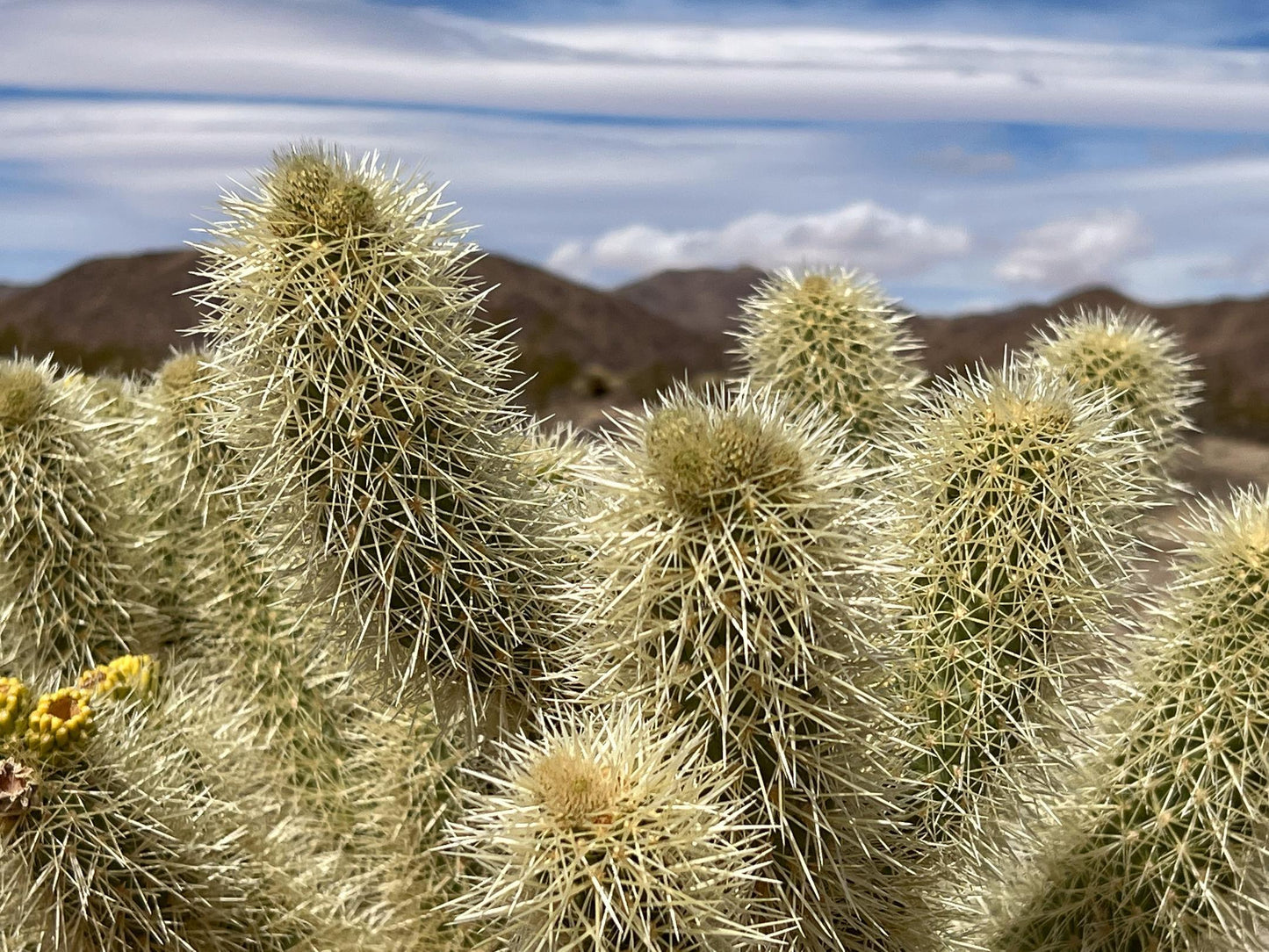 Teddy Bear Cactus (Jeff Tanner)