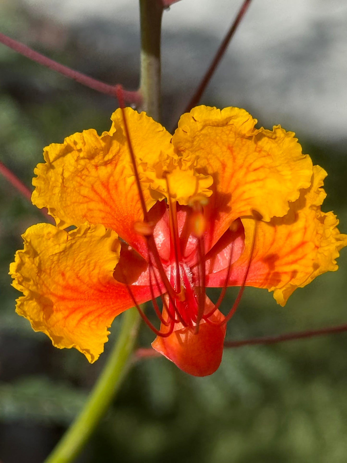 Flower (Paul Brown)