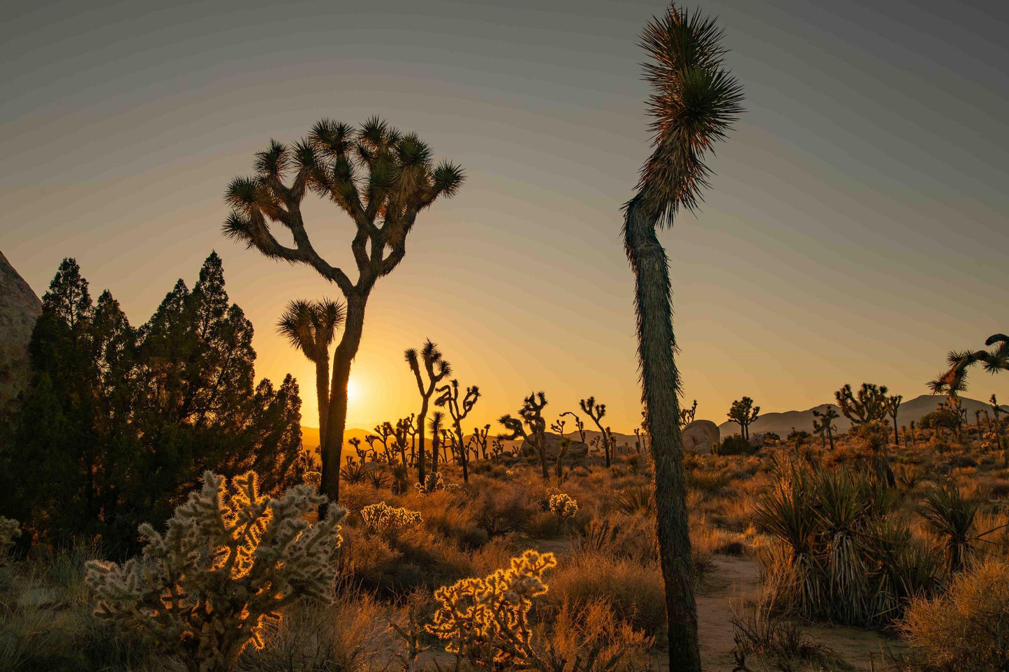 Sunset JTNP (Rose Cefalu)