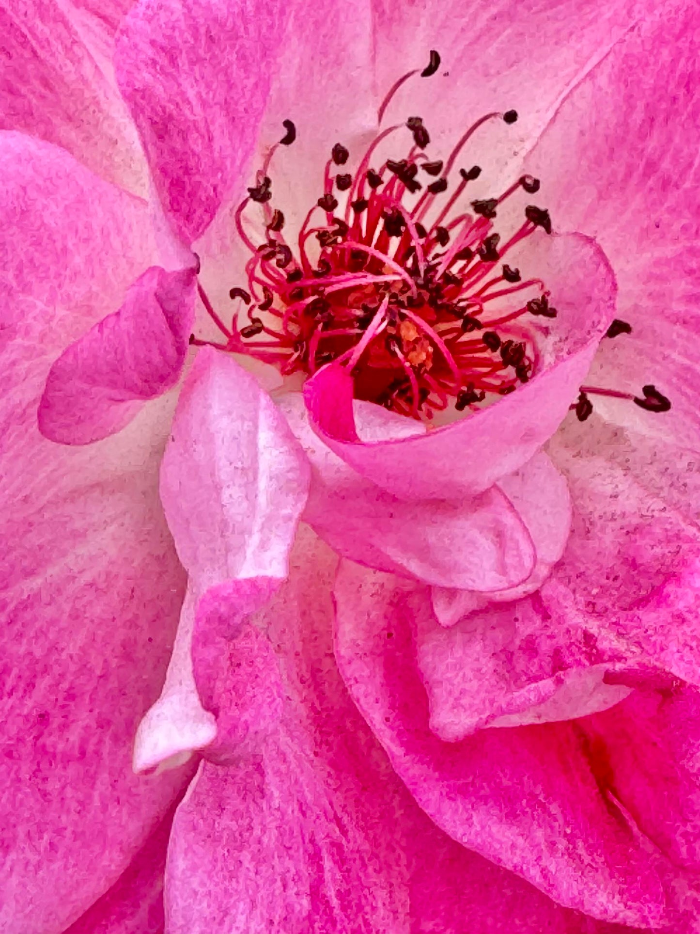 Many shades of pink arose... (Nina Zale)