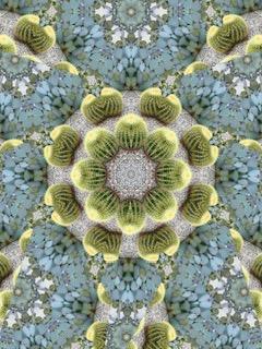 Cactus Mandala (Eric H. F. Law)