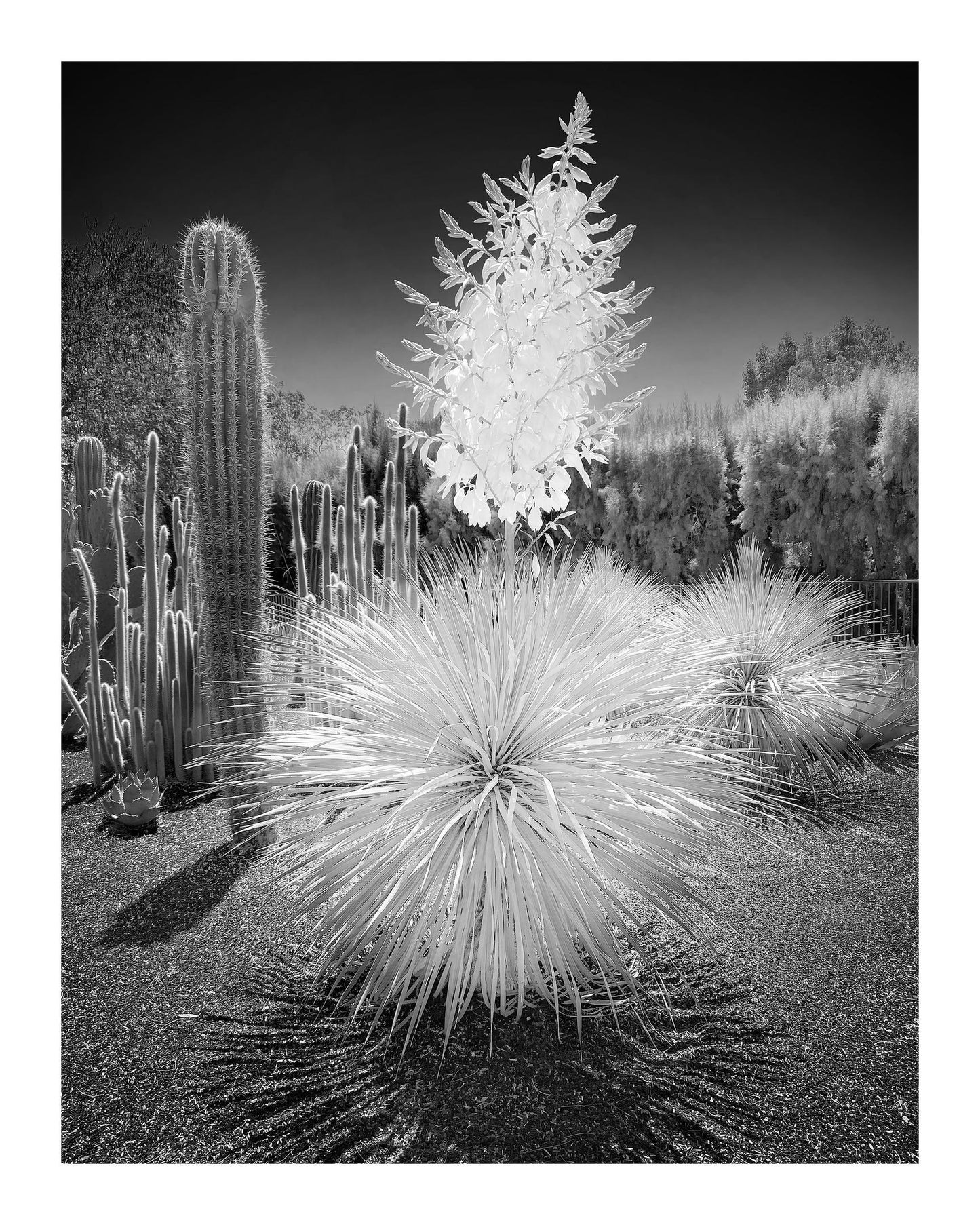 Yucca in White (Andy Nystrom)