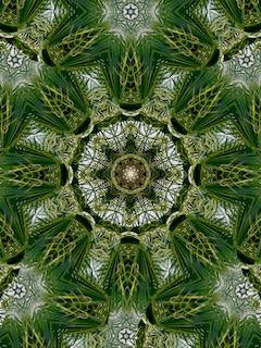 Palm Tree Mandala (Eric H. F. Law)