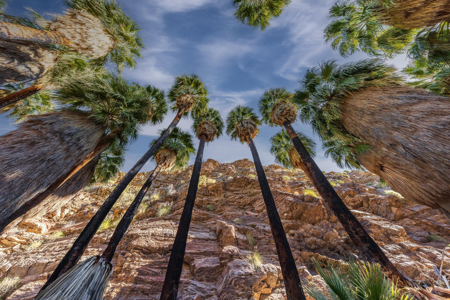 Palm Cathedral (Brian Ekstrom)