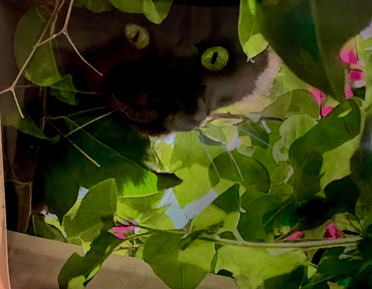 A Canopy Gaze (Cheryl Burss)