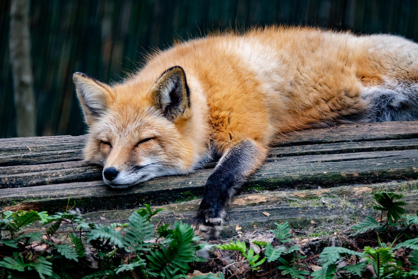 Soft Fur Against Rough Silence (Laura Hicks)