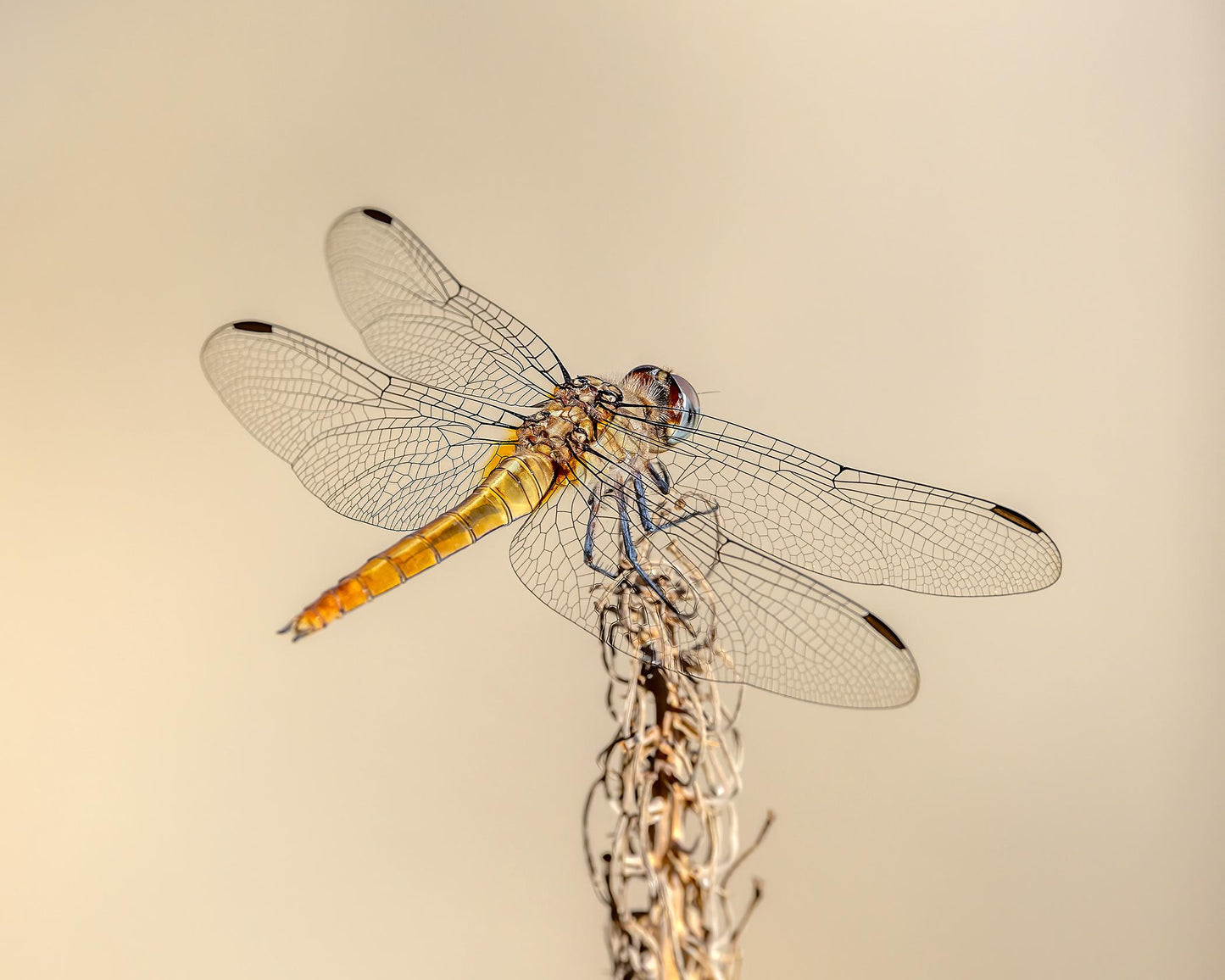 Golden Dragon