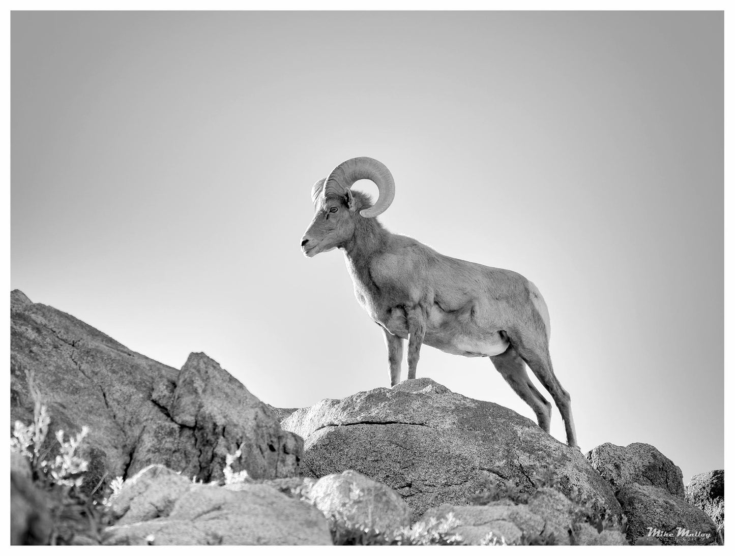 Majesty (Mike Malloy)