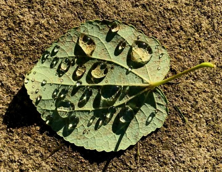 Leaf Drops (Diane Morgan)