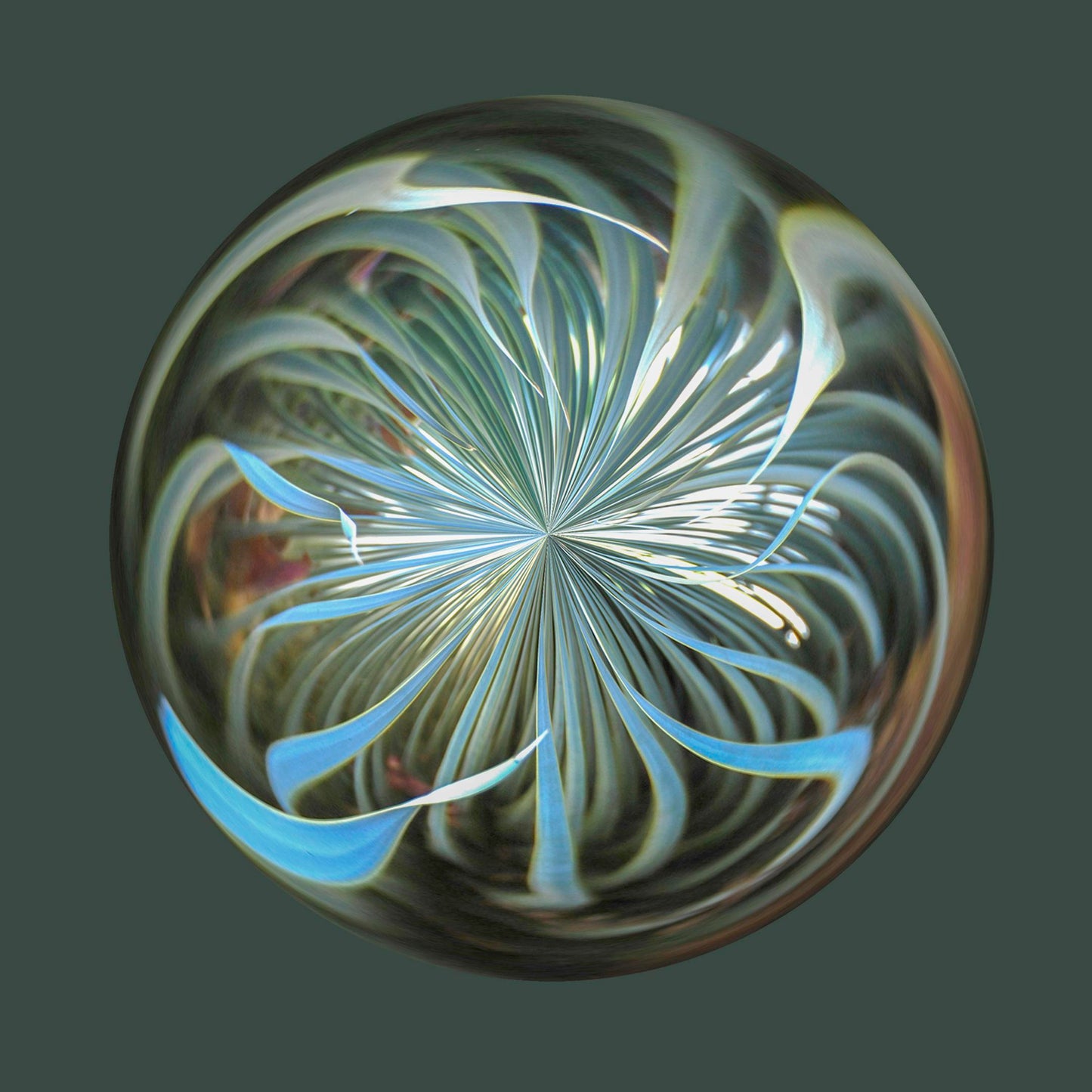 Beaked Yucca Orb