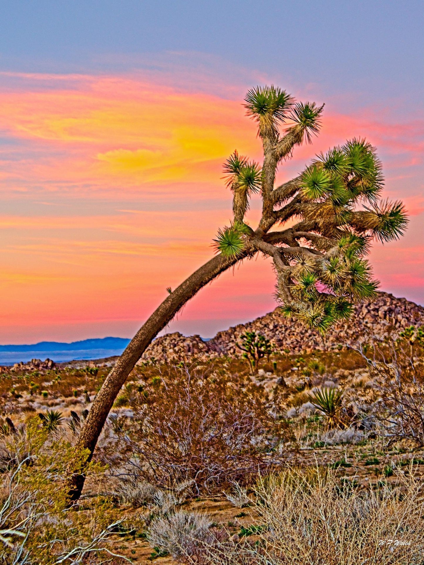 Windblown Sunset