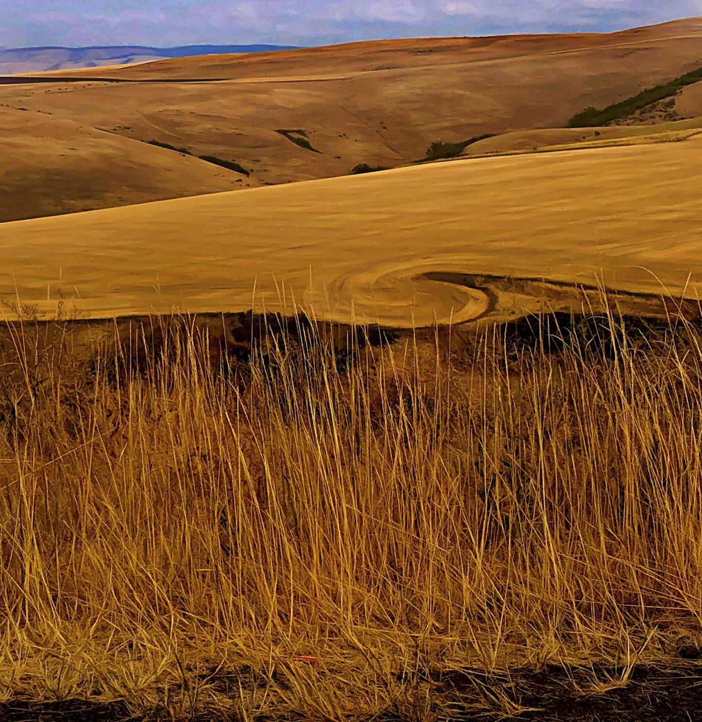 Amber Wave of Grain