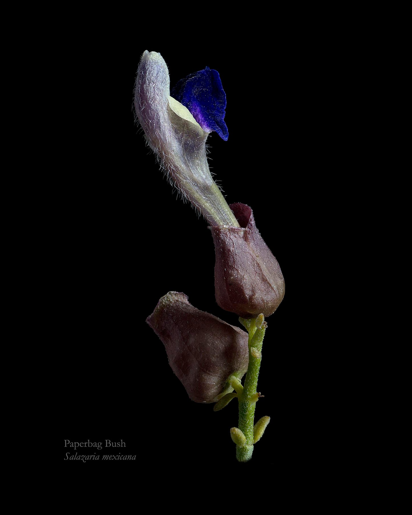Paperbag Bush Inflorescence