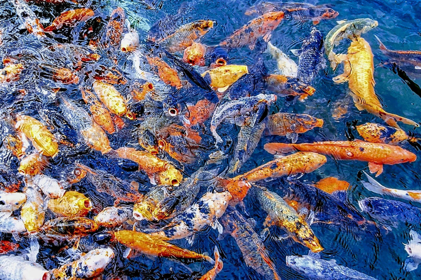 Koi Pool Party