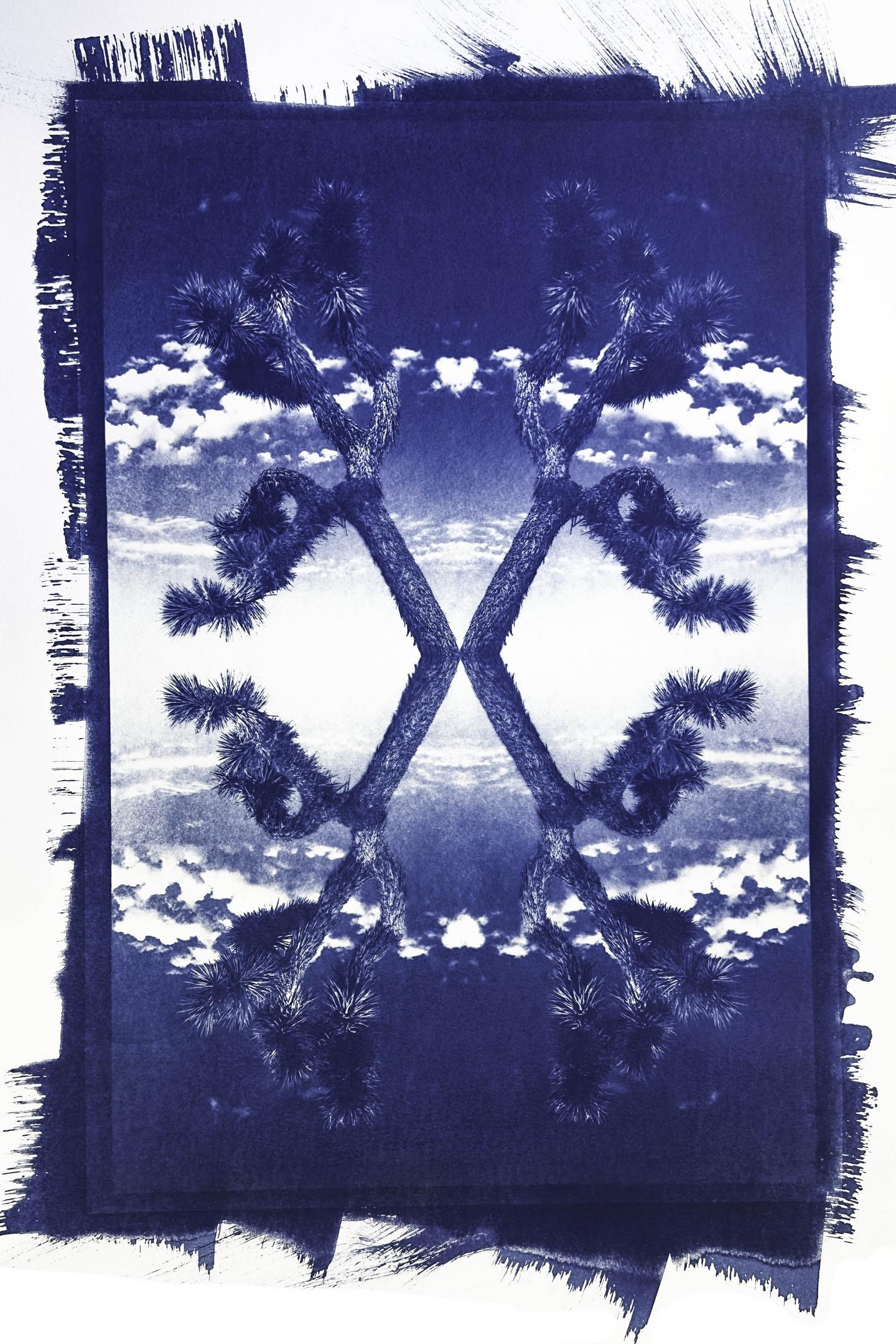 Joshua TreeDreams