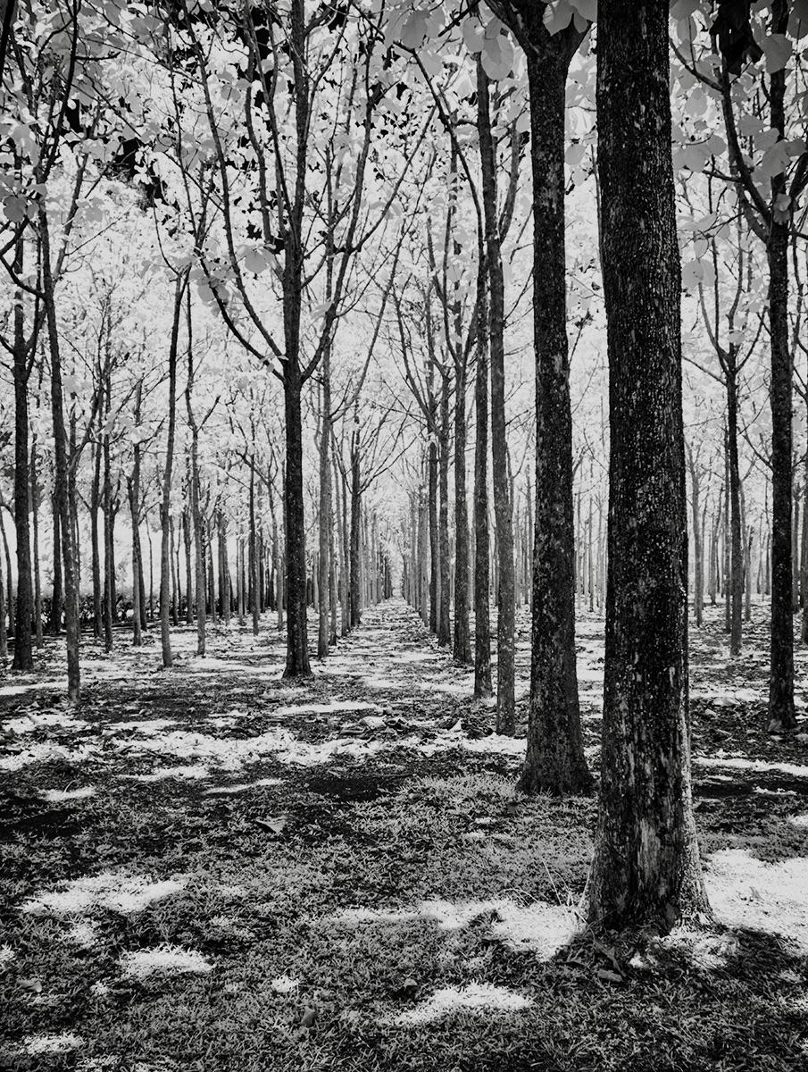 The Silence Between the Whisper