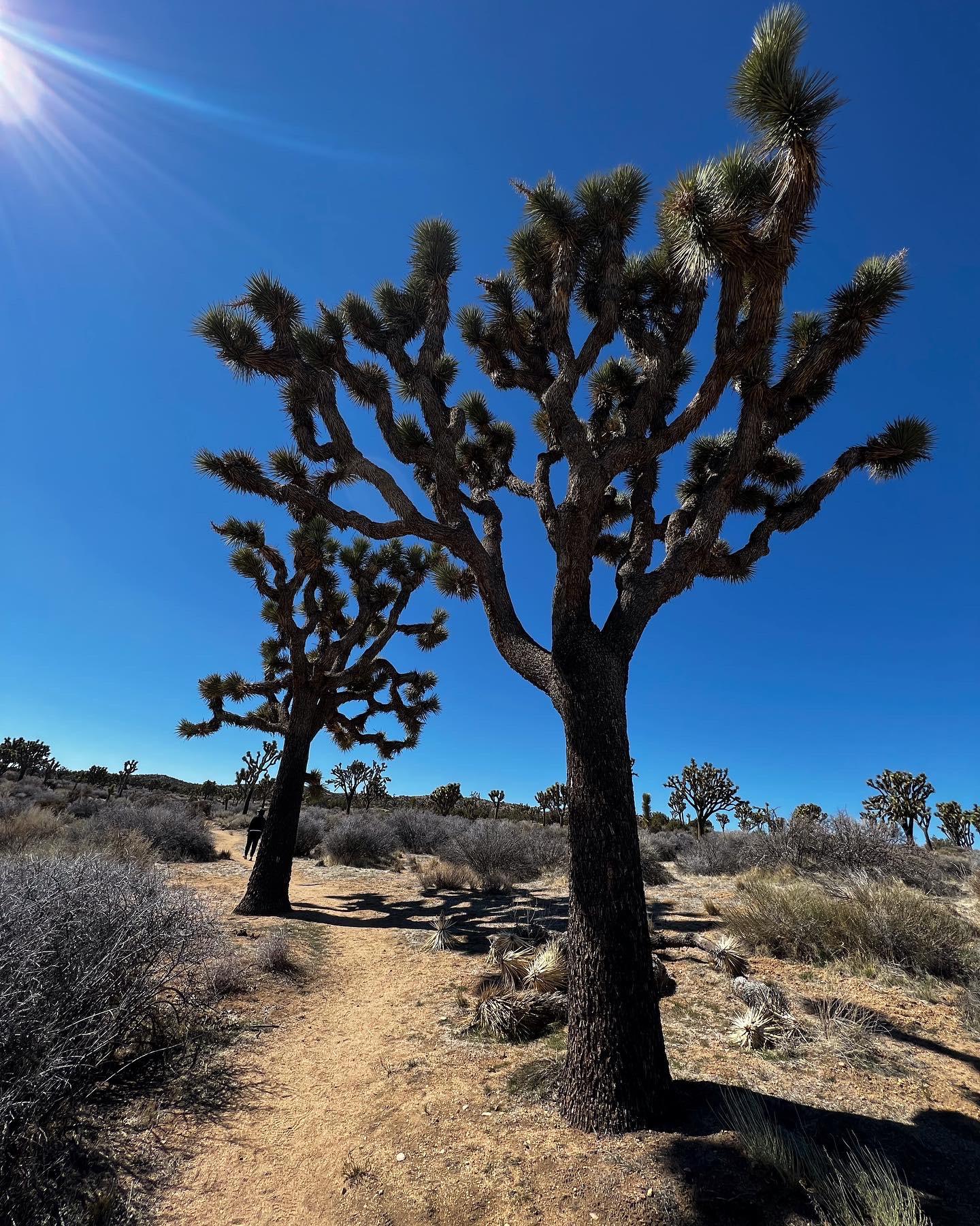 Joshua Trees