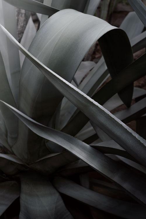 Agave 1
