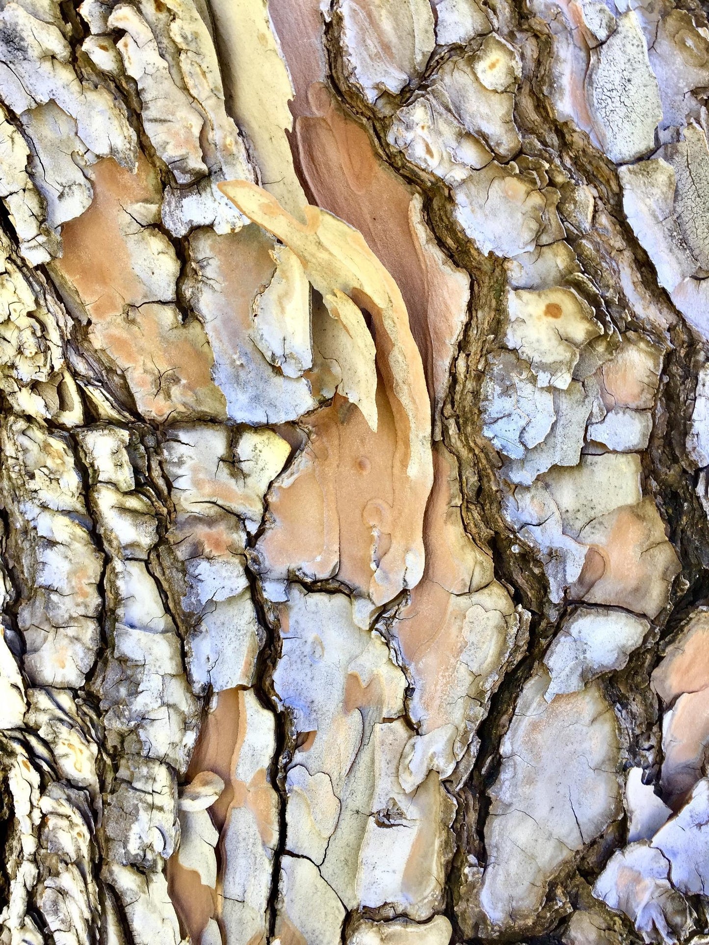Palm Springs Bark