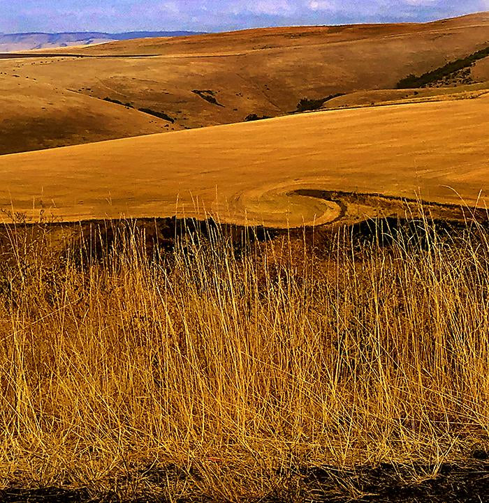 Amber Wave of Grain