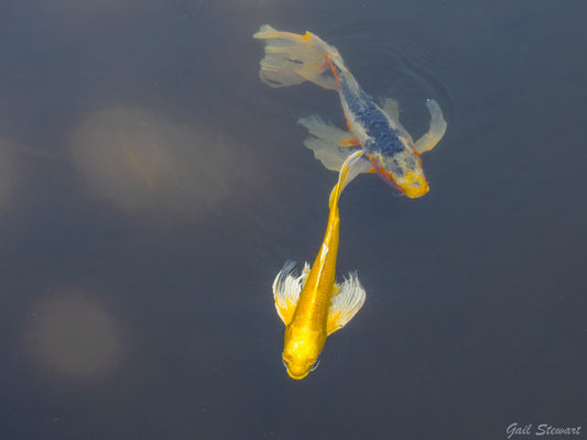 Japanese Koi (Gail Stewart)