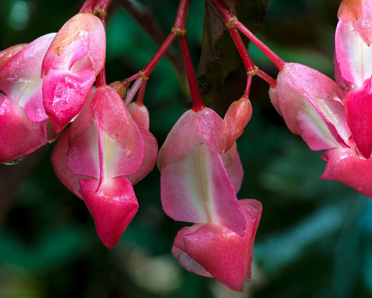 Pink Blossoms (Rod Sexton)