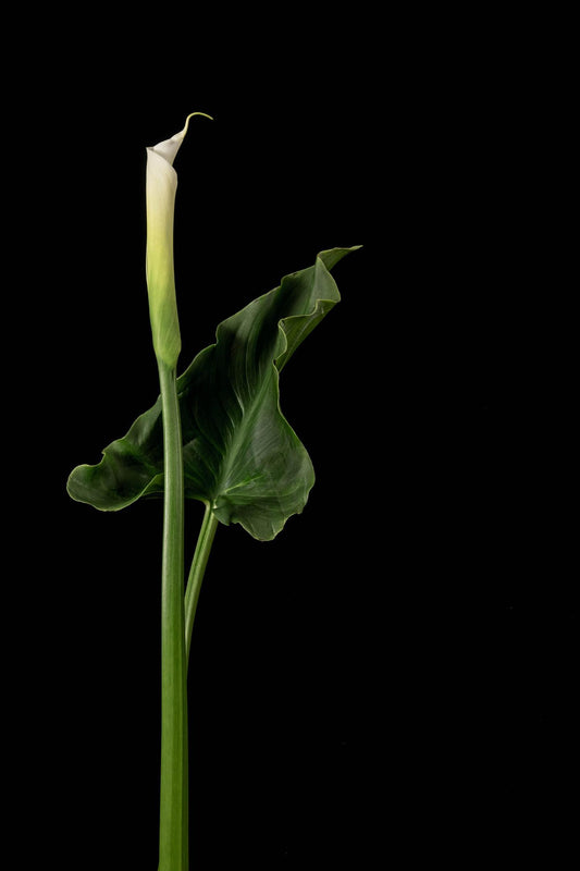 Calla Lily with Leaf (Michael W Foxworthy)