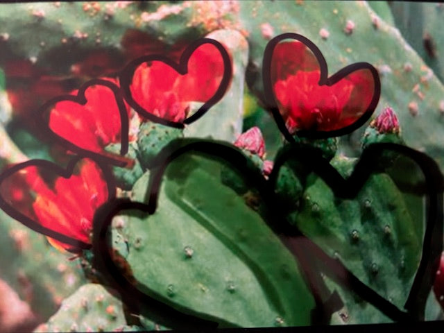 Amor de Cactus (Bette Ann Libby) – 2