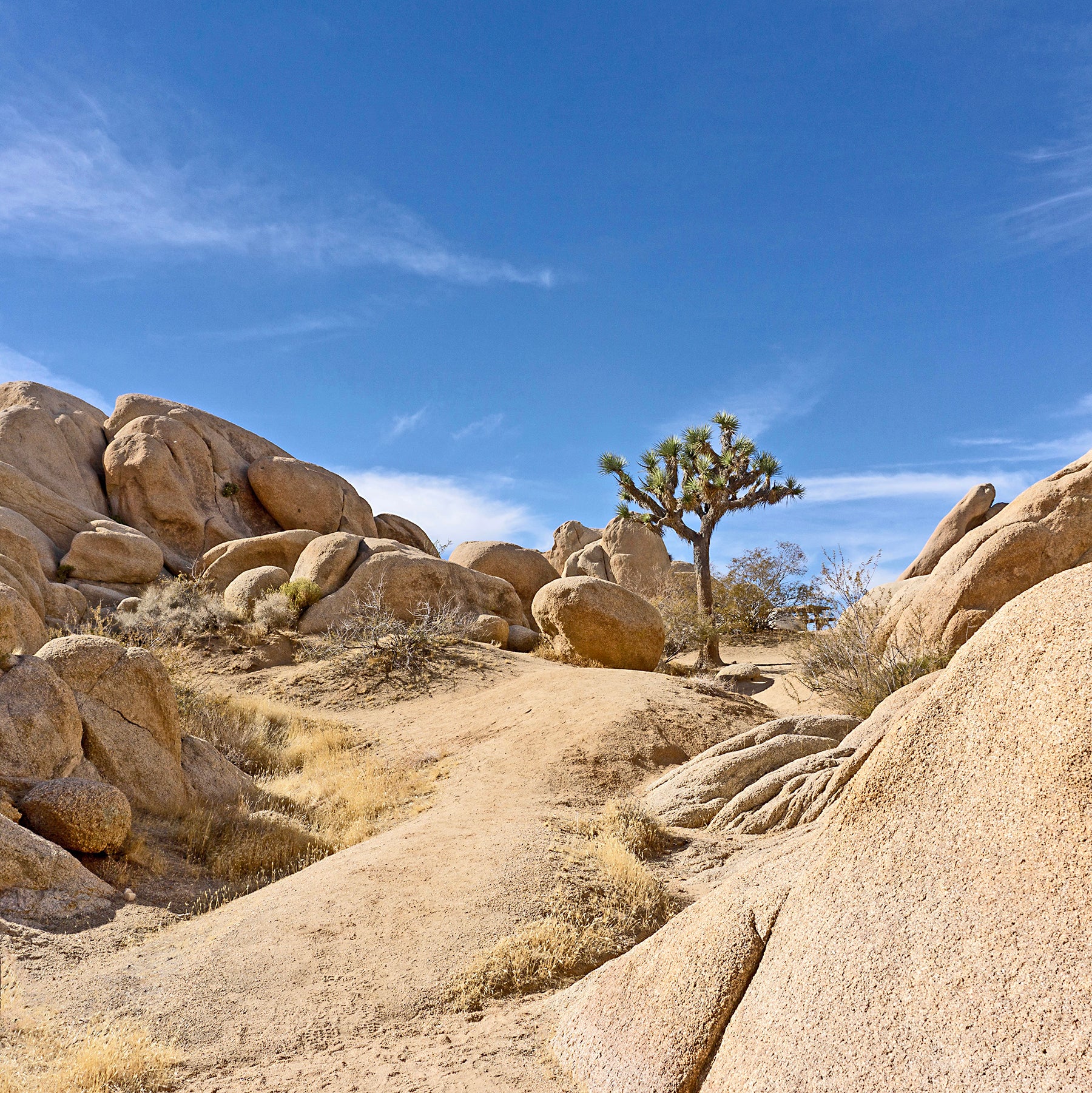Lone Joshua Tree (Marcy Cagan) – 2