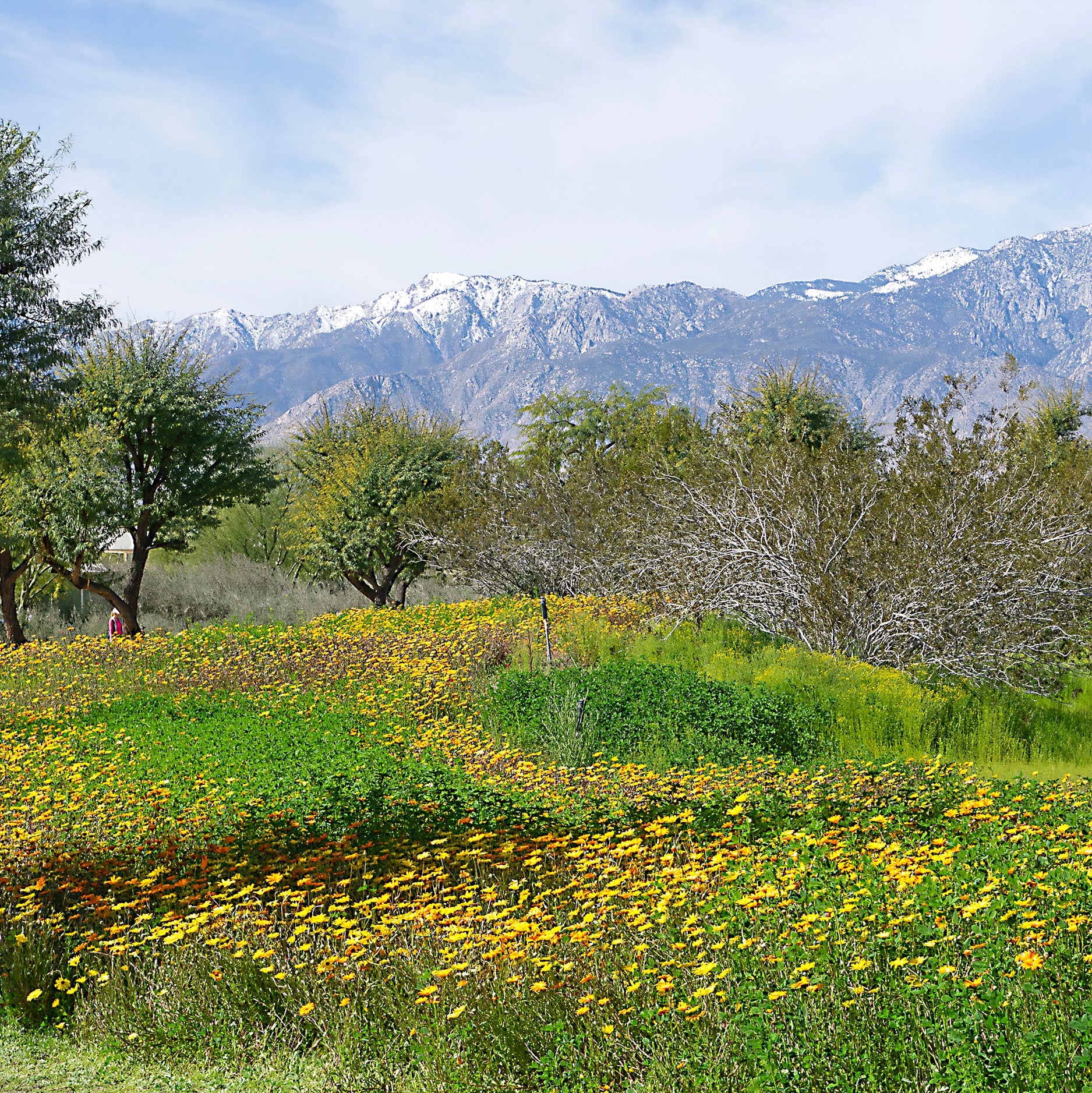 Wildflowers at Sunnylands (Marcy Cagan) – 2