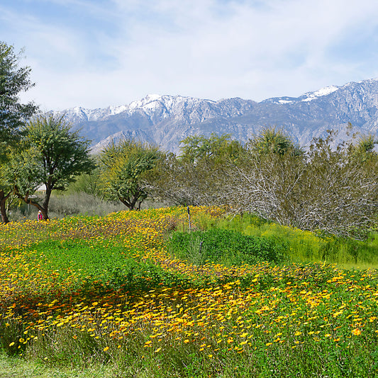 Wildflowers at Sunnylands (Marcy Cagan) – 2