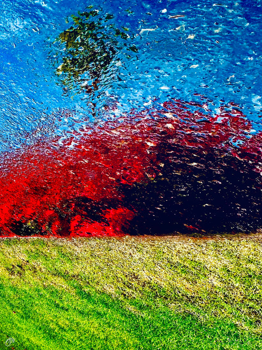 Bougainvillea Impression (Andy Nystrom)