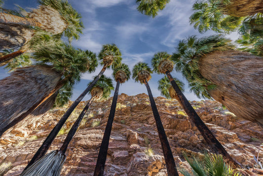 Palm Cathedral (Brian Ekstrom)