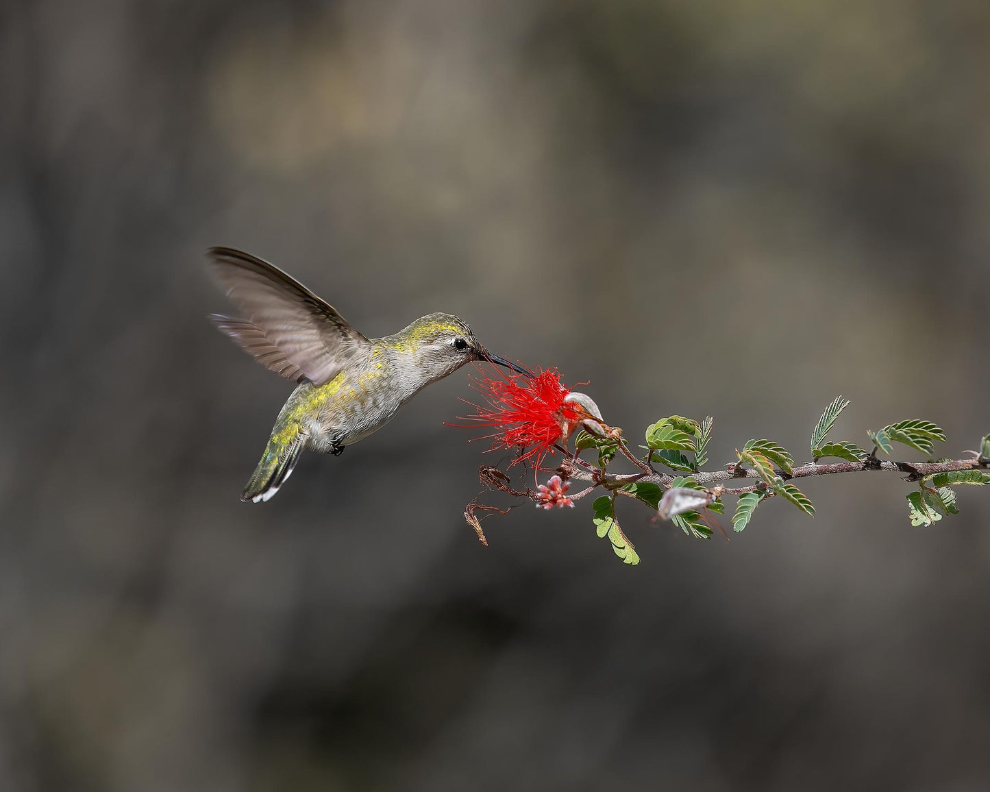 Morning Snack (Timothy North)