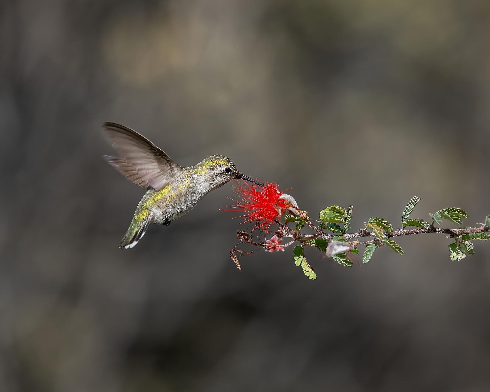 Morning Snack (Timothy North)