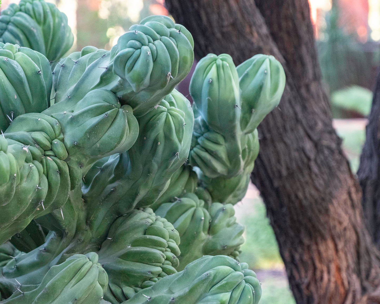 Blue Candle Crested Cactus (Michael W Foxworthy)
