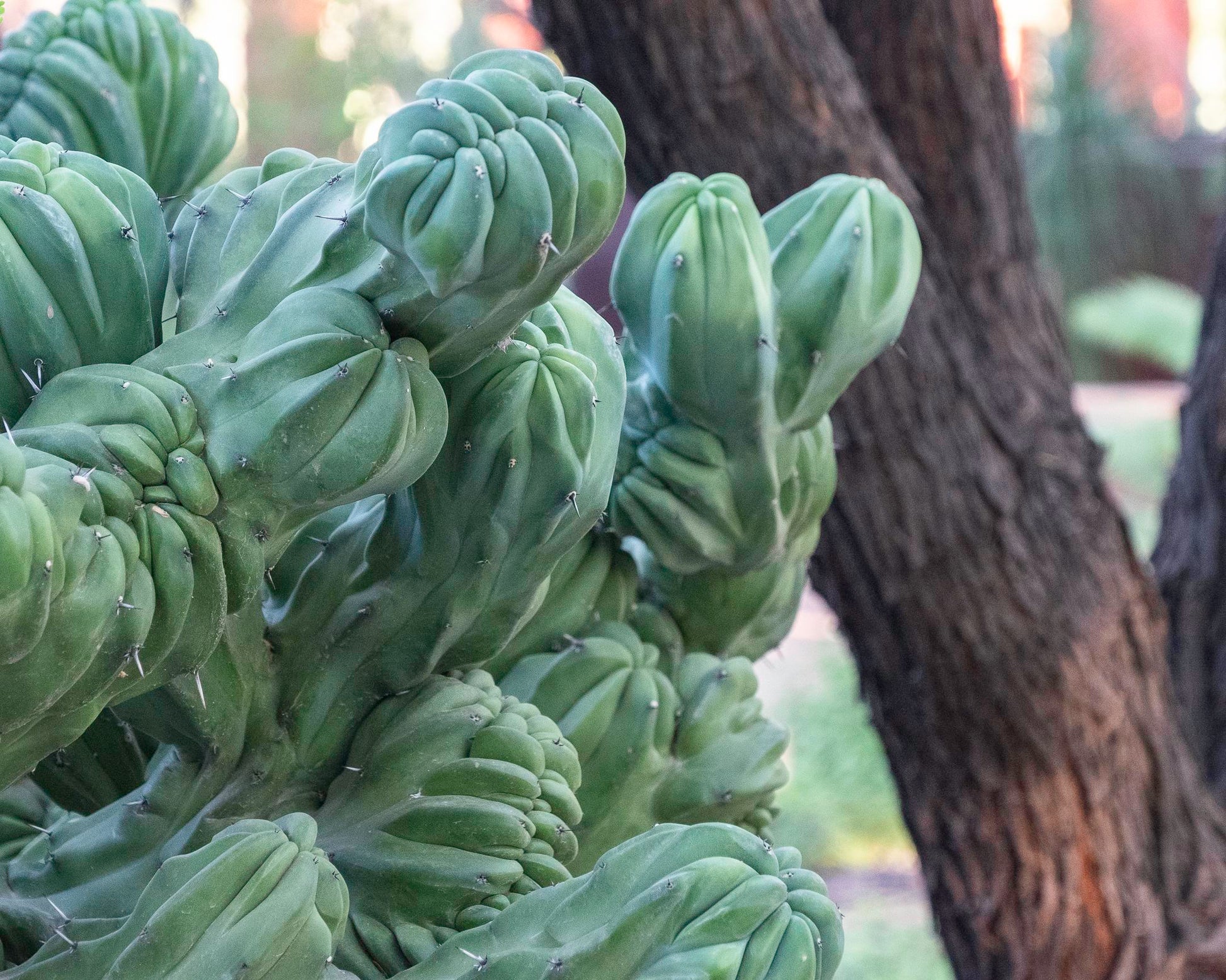Blue Candle Crested Cactus (Michael W Foxworthy)