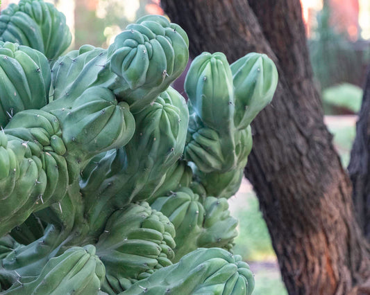 Blue Candle Crested Cactus (Michael W Foxworthy)