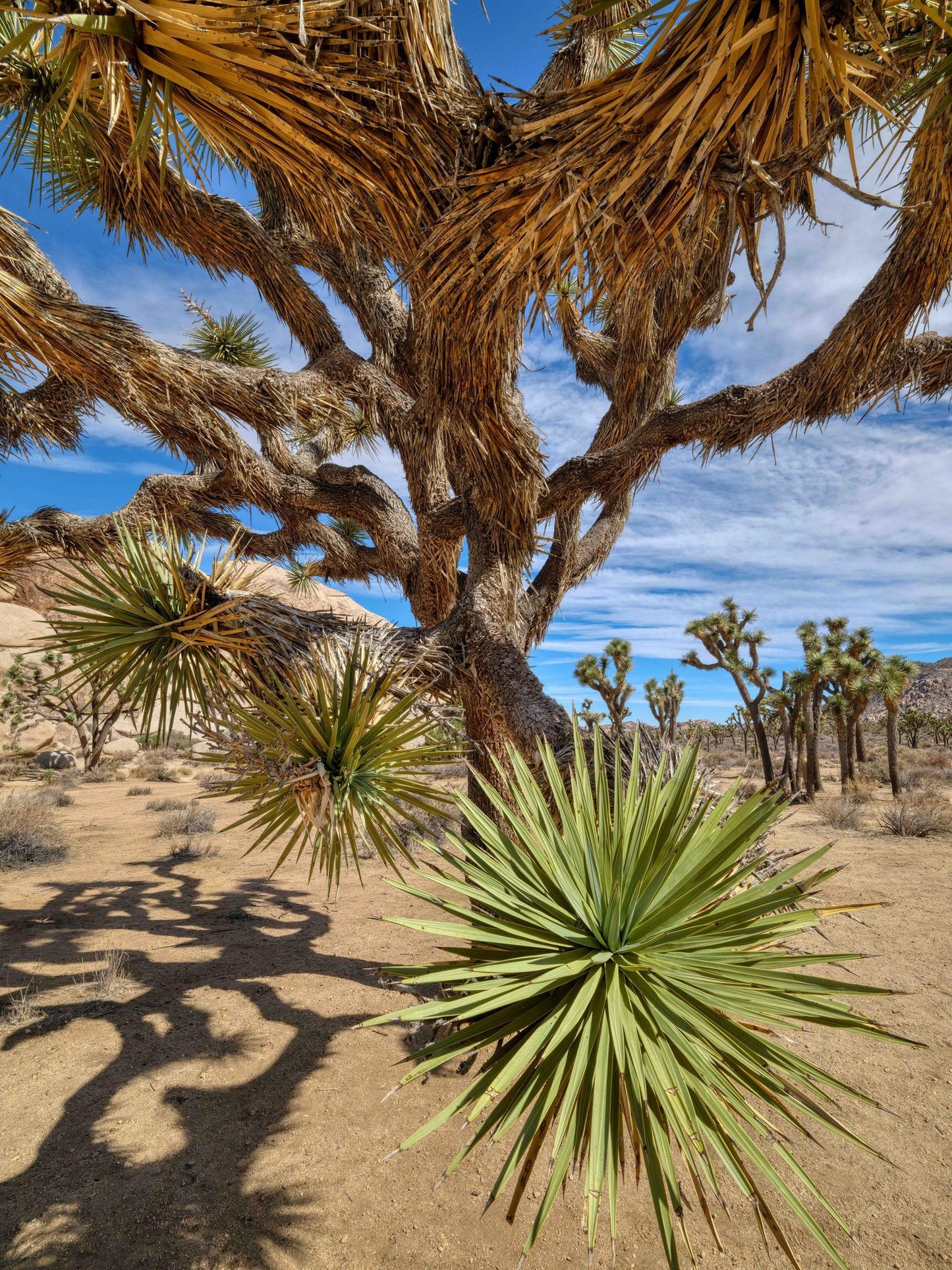Attacking Joshua Tree (Frank Cortese)